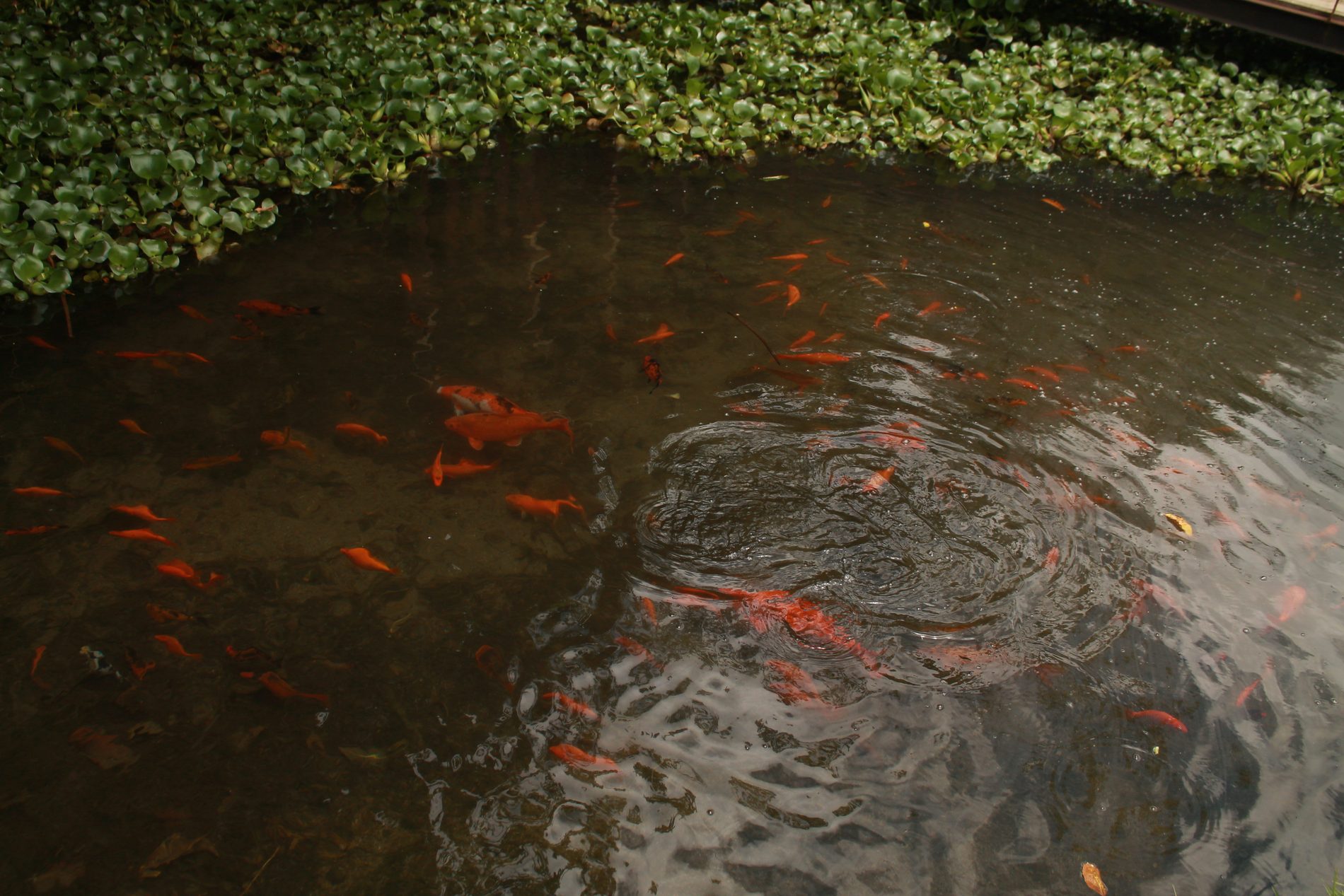 Lago con peces koi anaranjados
