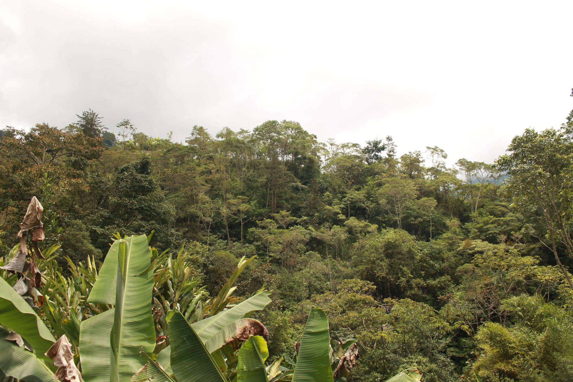 Platanillas y vegetación tropical de la finca
