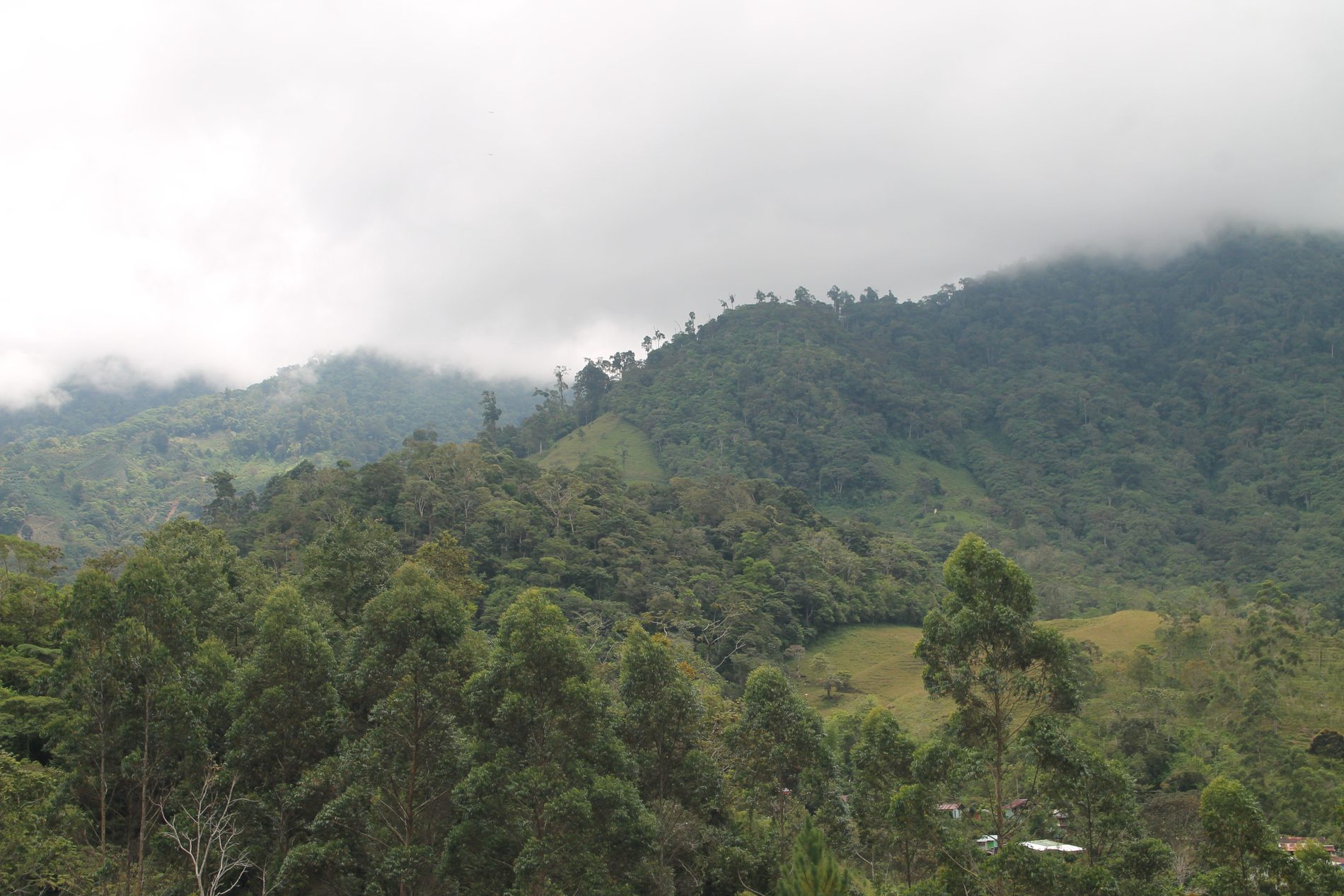Bosque de montaña alrededor de la finca