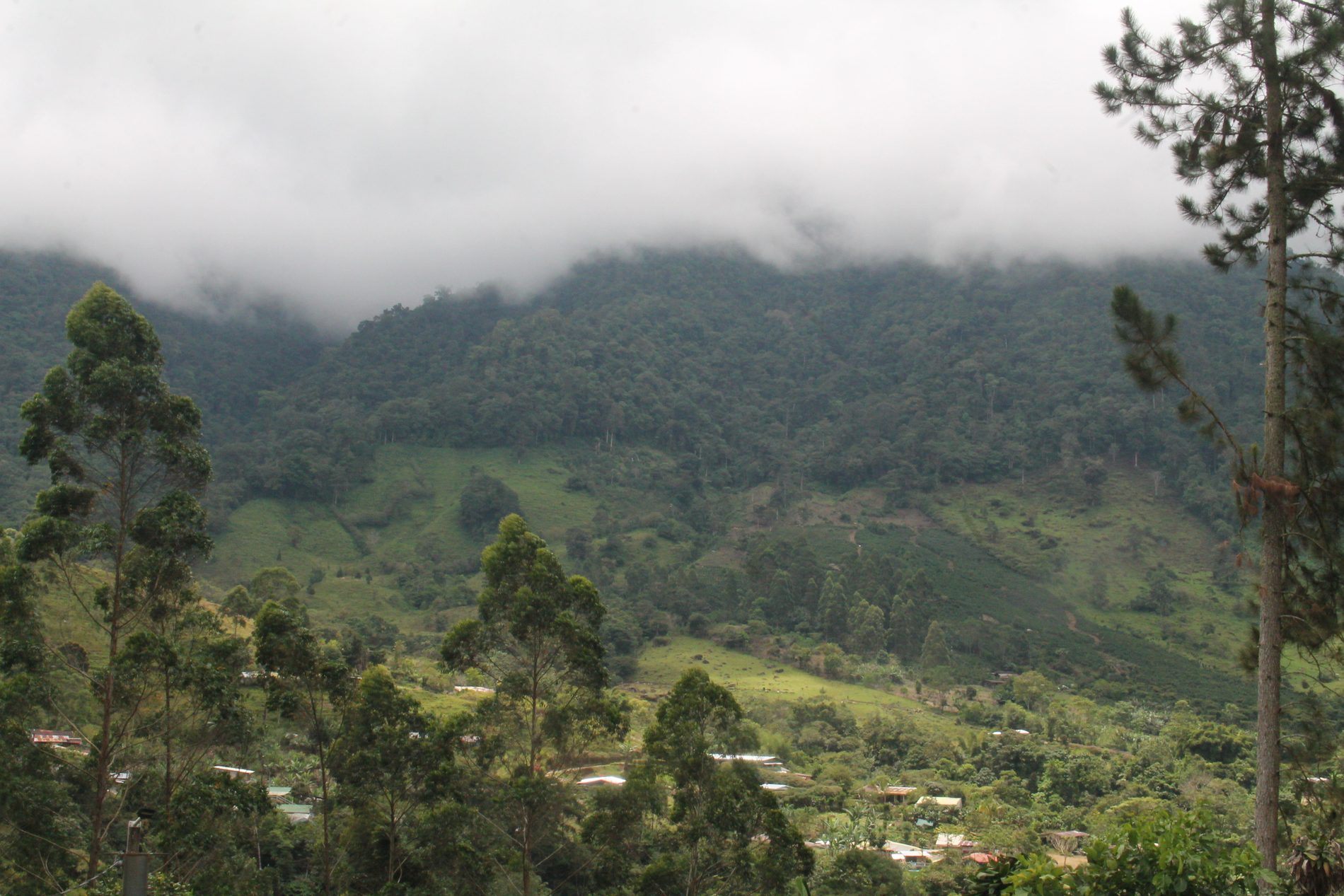 La nube bajando sobre el bosque de montaña