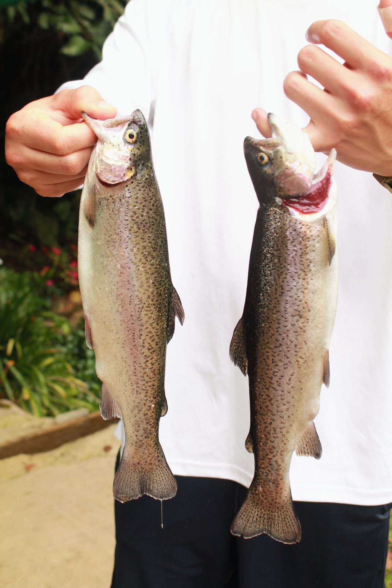 Dos truchas arcoíris recién pescadas